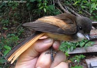 cinnamontailed fantail jh.jpg