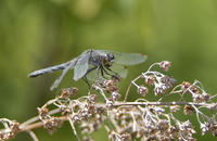 Nannothemis0049.jpg