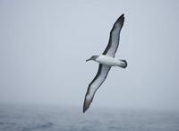 pacific albatross.jpg