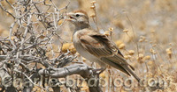 redcappedlark07.jpg