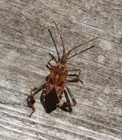 Leptoglossus1.jpg