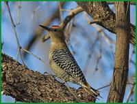 Gila woodpecker.jpg