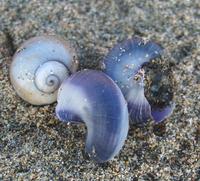 Violet-Sea-Snail3-PS.jpg