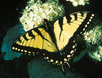 0027tigerswallowtail-1.jpg