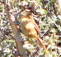 tawny-tit-spinetail.jpg