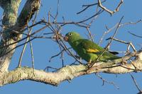Yellow-chevroned parakeet.jpg