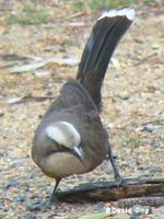 GreyCrownedBabbler3.jpg