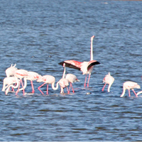 greater-flamingoes-kaz-2007.jpg