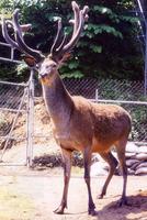 deer 61.jpg