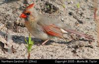 cardinal northern f1.jpg