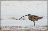 060301 Eurasian Curlew0148.jpg