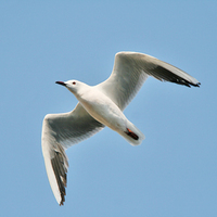 slender-billed-gull-kaz-2007.jpg