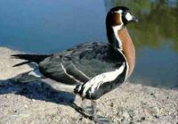 Red-breasted Goose06.jpg