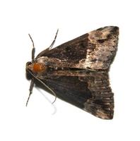 moth6.jpg