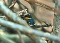 American Pygmy Kingfisher .jpg