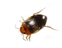 beetle1b.jpg