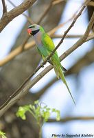 red-breasted-parakeet-01-sk.jpg