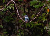 Ringed Kingfisher drive by.jpg