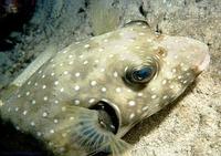 puffer w spotted.jpg