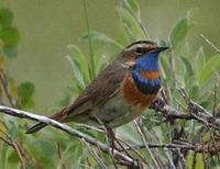 bluethroat0807.jpg