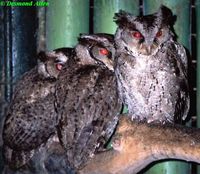 philippine scops owls da.jpg