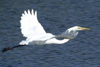 Great Egret in flight.a.jpg