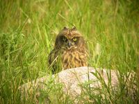 Short-eared Owl juvenile 071407 C for NDBS.jpg