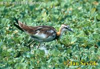 pheasant-tailed-jacana--hydrophasianus-chirurgus.jpg