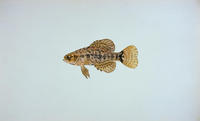 pygmysunfish.jpg