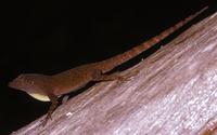 Anolis cybotes.jpg