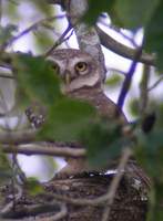 spotted owlet.jpg