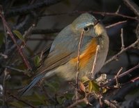 red-flanked-bluetail.JPG