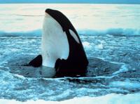 orca spyhopping-noaa.jpg
