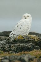 snowy owl 149t5090.jpg