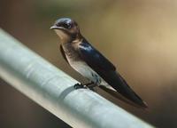 Blue-and-White Swallow.jpg