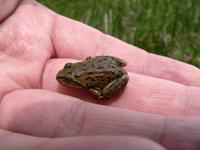 High Himalaya frog Altirana parkeri.jpg