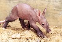 6 week old baby aardvark.JPG