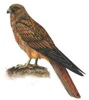 Falco alopex.jpg