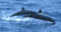 Dolphin spinner-calf.jpg