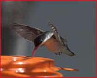 Violet-crowned hummingbird.jpg
