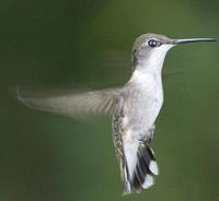 hummingbird female 2.jpg