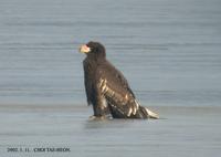 Steller's Sea-eagle  5859-1.jpg