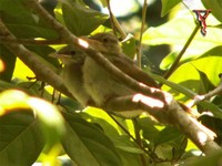 Bird033-I Buff-vented Bulbul.jpg