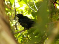 Bird035 Crow-billed Drongo.jpg