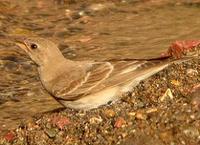 palerock-sparrow-0904.jpg