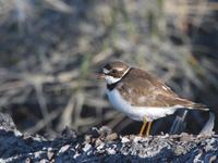 semipalmated~plover~09.jpg