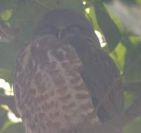 brown hawk owl.jpg