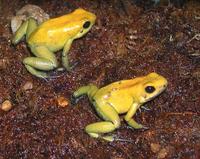 goldenfrogs.jpg