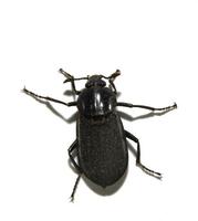 beetle12.jpg