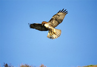red-tailed-hawk-flying.jpg